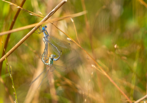 lestes dryas le leste dryade couple lestes dryas le leste dryade couple