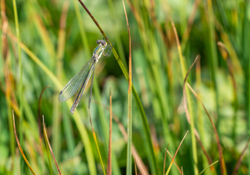 lestes dryas le leste dryade femelle lestes dryas le leste dryade femelle