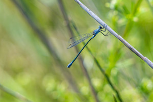 lestes macrostigma leste a grands stigmas femelle lestes macrostigma leste a grands stigmas femelle