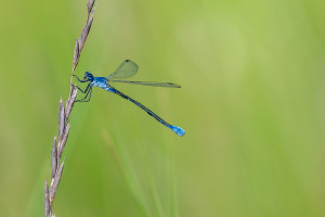 lestes macrostigma leste a grands stigmas femelle 12 lestes macrostigma leste a grands stigmas femelle 12
