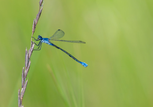 lestes macrostigma leste a grands stigmas femelle 12 lestes macrostigma leste a grands stigmas femelle 12