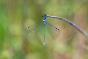 lestes macrostigma leste a grands stigmas femelle lestes macrostigma leste a grands stigmas femelle