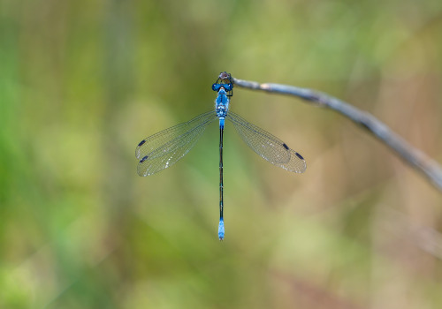 lestes macrostigma leste a grands stigmas femelle lestes macrostigma leste a grands stigmas femelle