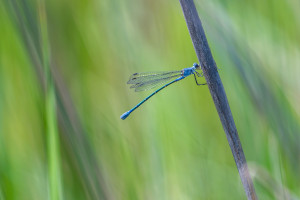 lestes macrostigma leste a grands stigmas femelle lestes macrostigma leste a grands stigmas femelle