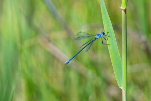lestes macrostigma leste a grands stigmas femelle lestes macrostigma leste a grands stigmas femelle