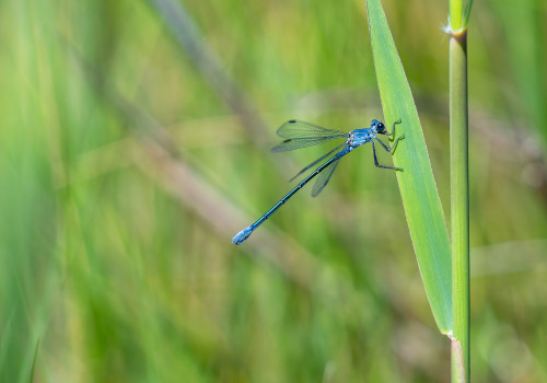 lestes macrostigma leste a grands stigmas femelle lestes macrostigma leste a grands stigmas femelle