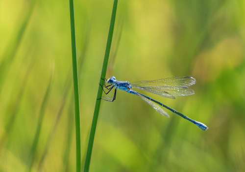 lestes macrostigma leste a grands stigmas femelle lestes macrostigma leste a grands stigmas femelle