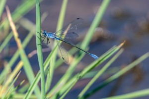 lestes macrostigma leste a grands stigmas femelle lestes macrostigma leste a grands stigmas femelle
