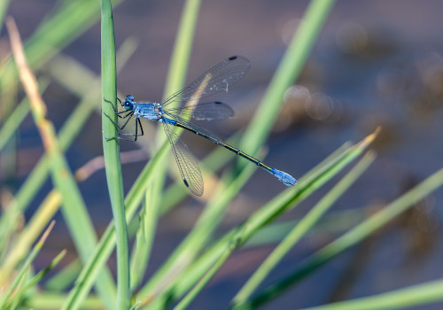 lestes macrostigma leste a grands stigmas femelle lestes macrostigma leste a grands stigmas femelle