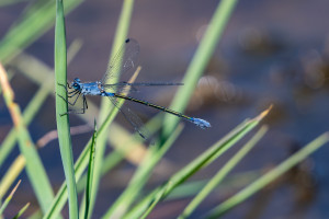 lestes macrostigma leste a grands stigmas femelle lestes macrostigma leste a grands stigmas femelle