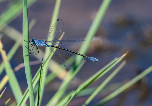 lestes macrostigma leste a grands stigmas femelle lestes macrostigma leste a grands stigmas femelle