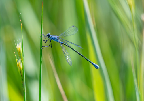 lestes macrostigma leste a grands stigmas femelle lestes macrostigma leste a grands stigmas femelle