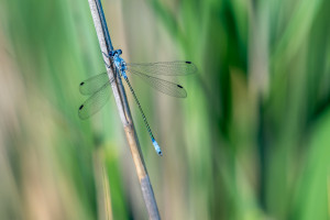 lestes macrostigma leste a grands stigmas male lestes macrostigma leste a grands stigmas male