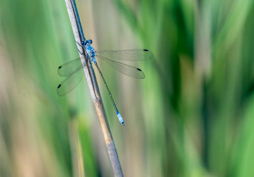 lestes macrostigma leste a grands stigmas male lestes macrostigma leste a grands stigmas male