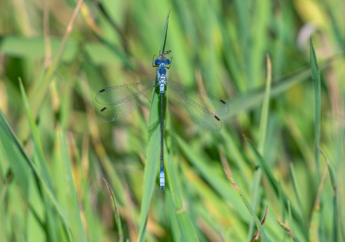 lestes macrostigma leste a grands stigmas male lestes macrostigma leste a grands stigmas male