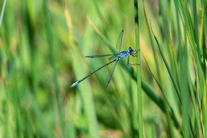 lestes macrostigma leste a grands stigmas male lestes macrostigma leste a grands stigmas male