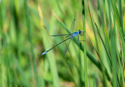 lestes macrostigma leste a grands stigmas male lestes macrostigma leste a grands stigmas male