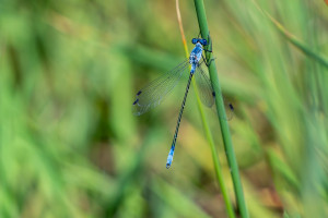 lestes macrostigma leste a grands stigmas male lestes macrostigma leste a grands stigmas male