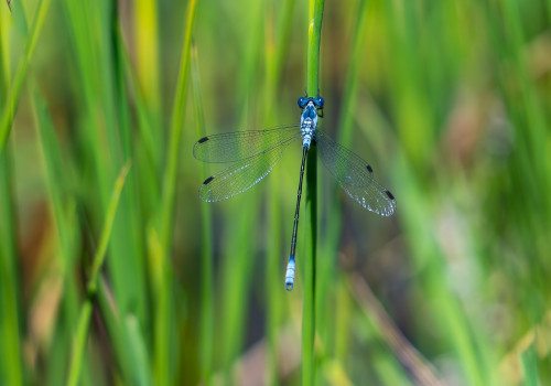 lestes macrostigma leste a grands stigmas male lestes macrostigma leste a grands stigmas male