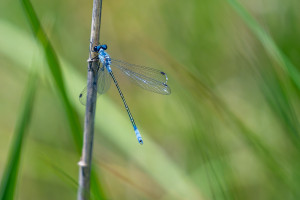 lestes macrostigma leste a grands stigmas male lestes macrostigma leste a grands stigmas male