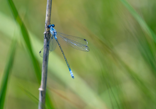 lestes macrostigma leste a grands stigmas male lestes macrostigma leste a grands stigmas male