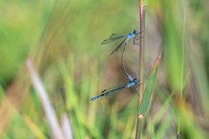 lestes macrostigma leste a grands stigmas tandem lestes macrostigma leste a grands stigmas tandem