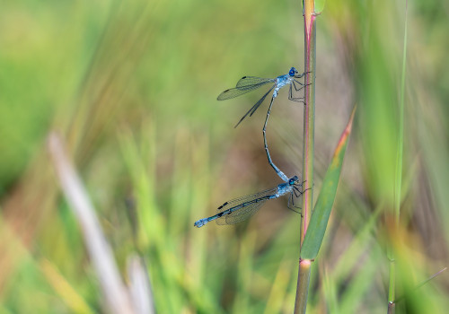 lestes macrostigma leste a grands stigmas tandem lestes macrostigma leste a grands stigmas tandem