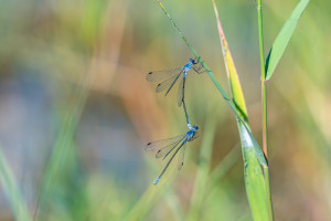 lestes macrostigma leste a grands stigmas tandem lestes macrostigma leste a grands stigmas tandem