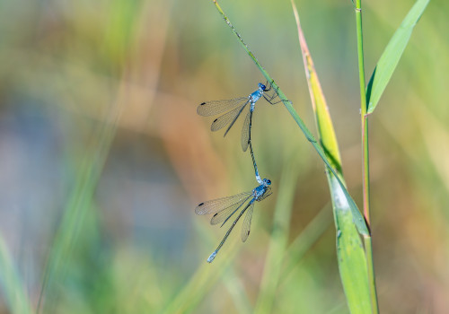 lestes macrostigma leste a grands stigmas tandem lestes macrostigma leste a grands stigmas tandem