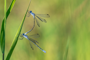 lestes macrostigma leste a grands stigmas tandem lestes macrostigma leste a grands stigmas tandem