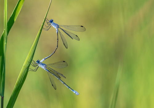 lestes macrostigma leste a grands stigmas tandem lestes macrostigma leste a grands stigmas tandem