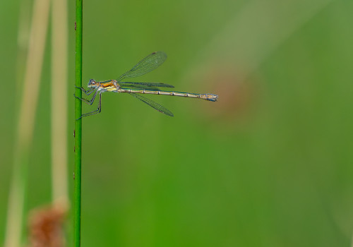 lestes sponsa leste fiance femelle lestes sponsa leste fiance femelle