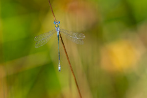 lestes sponsa leste fiance male 10 lestes sponsa leste fiance male 10