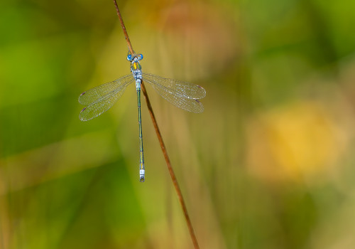lestes sponsa leste fiance male 10 lestes sponsa leste fiance male 10