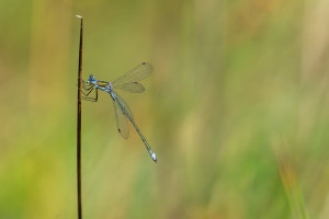 lestes sponsa leste fiance male 12 lestes sponsa leste fiance male 12