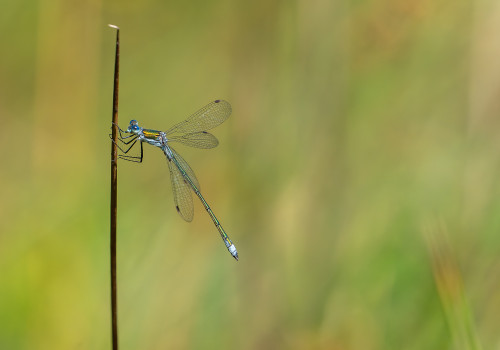 lestes sponsa leste fiance male 12 lestes sponsa leste fiance male 12