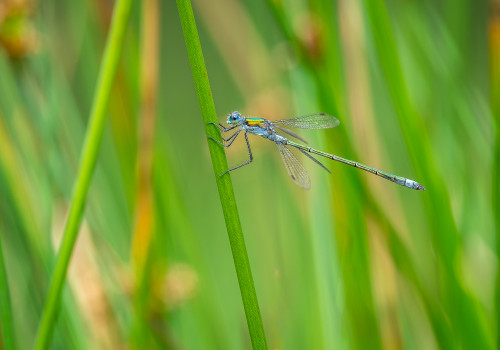 lestes sponsa le leste fiance lestes sponsa le leste fiance