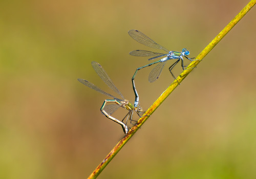 lestes sponsa le leste fiance couple lestes sponsa le leste fiance couple