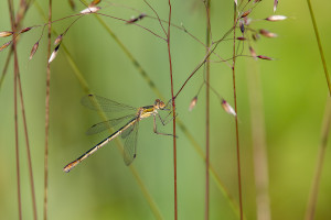 lestes sponsa le leste fiance femelle lestes sponsa le leste fiance femelle