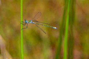 lestes sponsa le leste fiance male lestes sponsa le leste fiance male