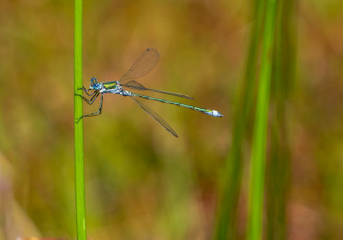 lestes sponsa le leste fiance male lestes sponsa le leste fiance male