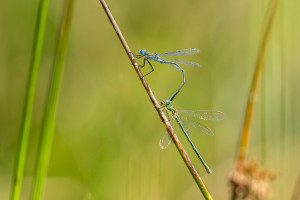 lestes sponsa male lestes virens femelle lestes sponsa male lestes virens femelle