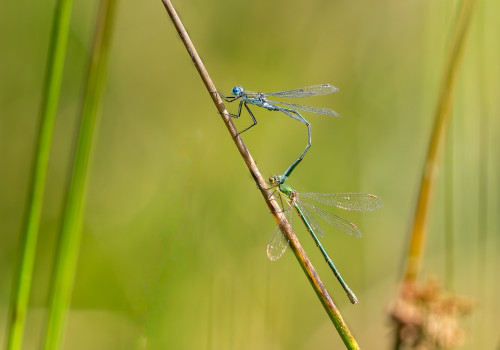 lestes sponsa male lestes virens femelle lestes sponsa male lestes virens femelle