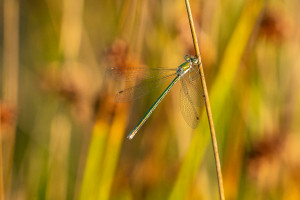 lestes virens leste verdoyant femelle lestes virens leste verdoyant femelle