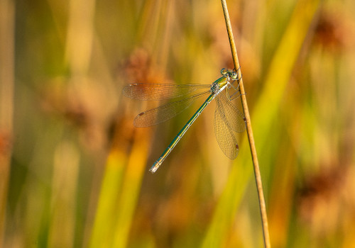 lestes virens leste verdoyant femelle lestes virens leste verdoyant femelle