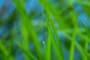 lestes virens leste verdoyant male 10 lestes virens leste verdoyant male 10