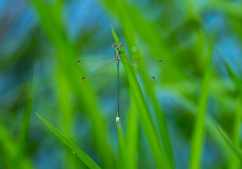 lestes virens leste verdoyant male 10 lestes virens leste verdoyant male 10