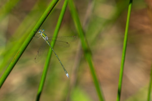 lestes virens leste verdoyant male 10 lestes virens leste verdoyant male 10