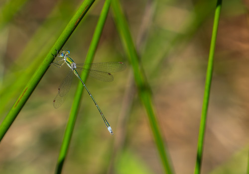 lestes virens leste verdoyant male 10 lestes virens leste verdoyant male 10