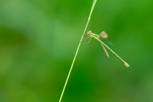 lestes virens le leste verdoyant femelle lestes virens le leste verdoyant femelle